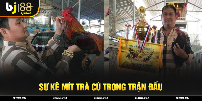 Sư kê Mít trà Cú trong trận đấu