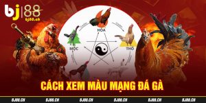 Cách xem màu mạng đá gà