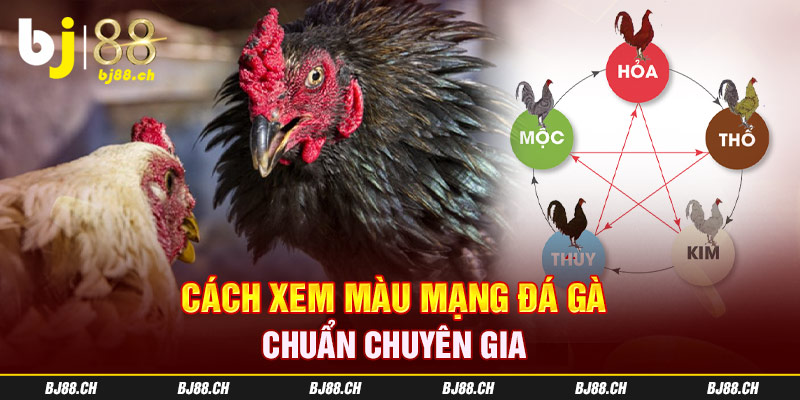 Cách xem màu mạng đá gà chuẩn chuyên gia