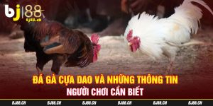 Đá gà cựa dao