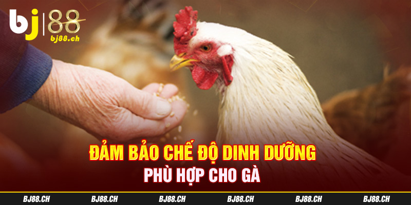 Đảm bảo chế độ dinh dưỡng phù hợp cho gà