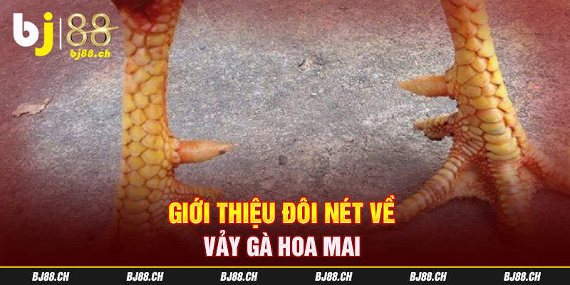 Giới thiệu đôi nét về vảy gà hoa mai