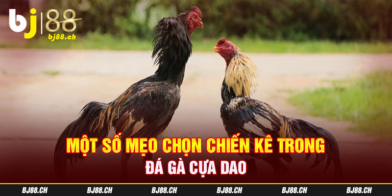 Kinh nghiệm cá cược đá gà bao ăn