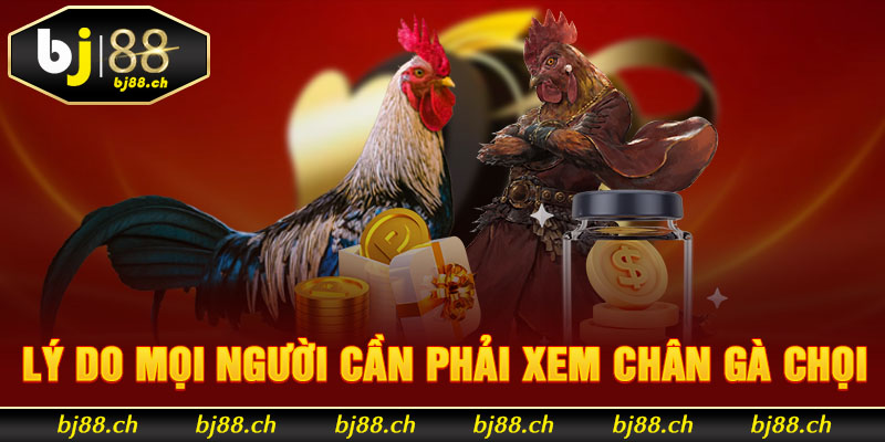 Lý do mọi người cần phải xem chân gà chọi