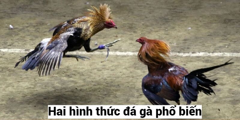 Hai hình thức đá gà phổ biến